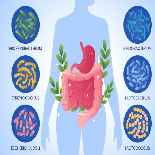  Types of Gut Bacteria in Digestive Health